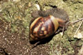 Lissachatina fulica